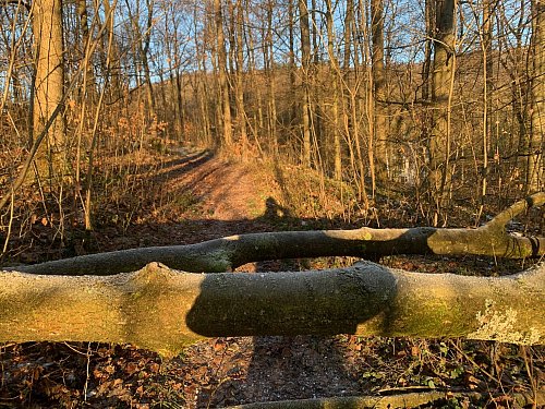 Seit geraumer Zeit versperren diese Stämme den engen und steilen Wanderweg. Doch der Waldbesitzer hat Probleme, ein entsprechendes Fachunternehmen zu finden, um sie zu beseitigen. - © Paul Stipdonk