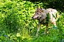 Wolf - Philipp Schulze/dpa Wolf - Philipp Schulze/dpa