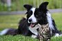 Hund und Katze - Patrick Pleul/dpa Hund und Katze - Patrick Pleul/dpa