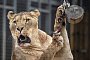 Löwin im Zoo - Ben Birchall/PA Wire/dpa