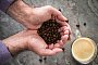 Ein Mann hält Kaffeebohnen in den Händen - Christin Klose/dpa-tmn