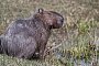Capybara - picture alliance / dpa Capybara - picture alliance / dpa