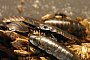 giant-hissing-cockroach-77069_1280 - Themenfoto Pixabay/Creative Commons giant-hissing-cockroach-77069_1280 - Themenfoto Pixabay/Creative Commons