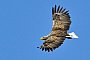 Seeadler (Haliaeetus albicilla) - Patrick Pleul/dpa/dpa-tmn