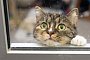 Katze schaut aus einem Fenster - Boris Roessler/dpa/dpa-tmn Katze schaut aus einem Fenster - Boris Roessler/dpa/dpa-tmn