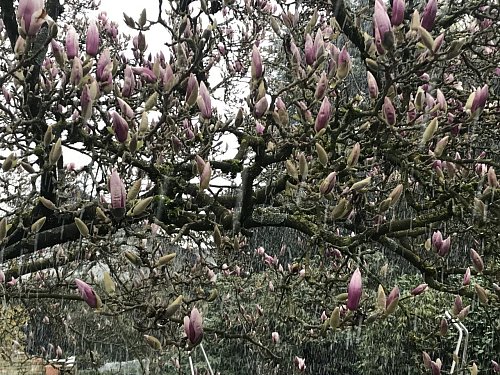 Die Blüten der Magnolie können schon bei leichtem Frost Schäden davontragen. - © Heiko Kaiser