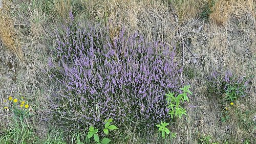 Zwischen den trockenen Grashalmen auf Sandboden fühlt sich das Heidekraut richtig wohl. - © Silke Derkum-Homburg