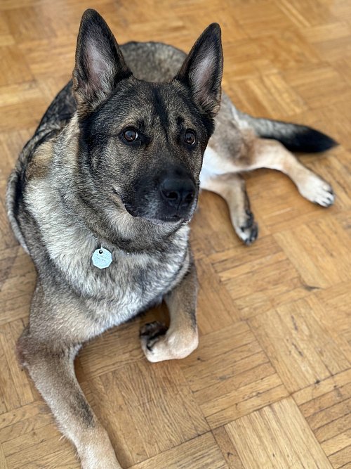 Schäferhunddame Nala sucht ein neues Zuhause. Catrin Segerath aus Borgholzhausen hilft dabei. - © Privat