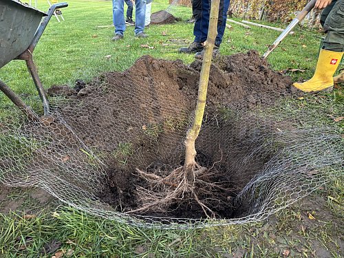 Der Draht soll die Wurzeln des jungen Baumes vor Verbiss schützen. - © Tasja Klusmeyer